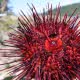 Sea Urchins can be best viewed on a snorkel tour with Powell River Sea Kayak