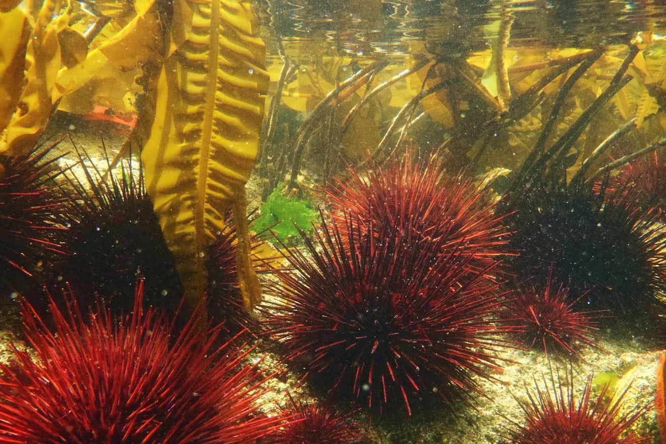Red sea urchins in the intertidal zone seen on one of our Okeover kayak tours