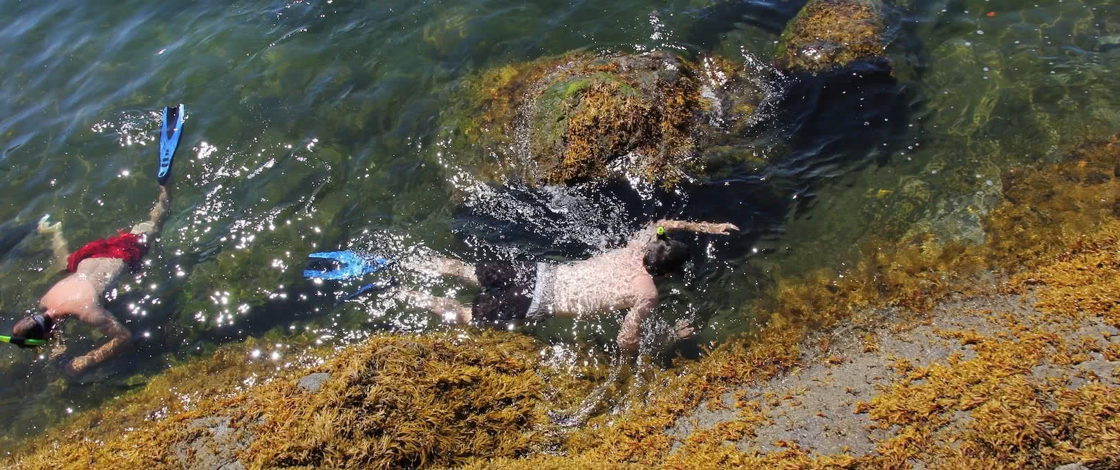 Snorkeling with the Stars in Desolation Sound