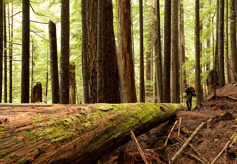 A man hiking on the Atrevida Loop trail north of Powell River