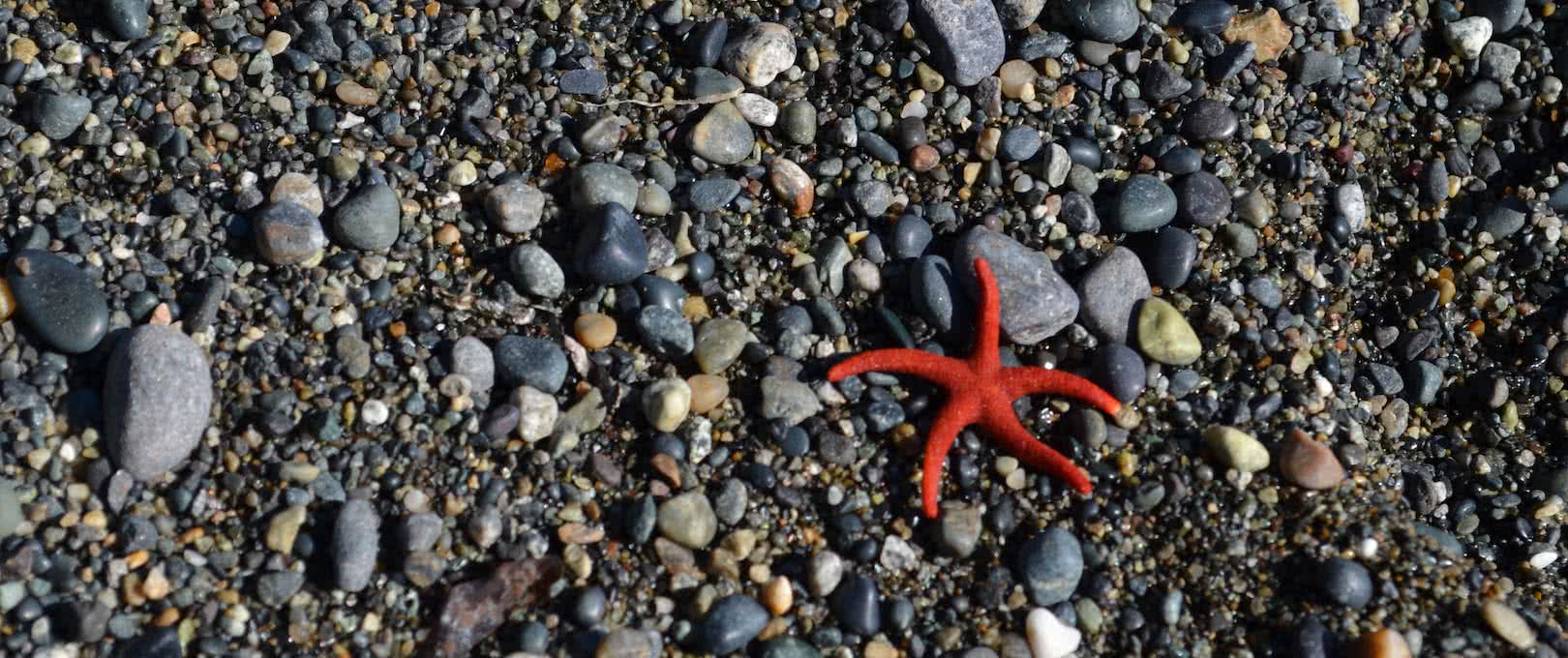 red starfish on rocks