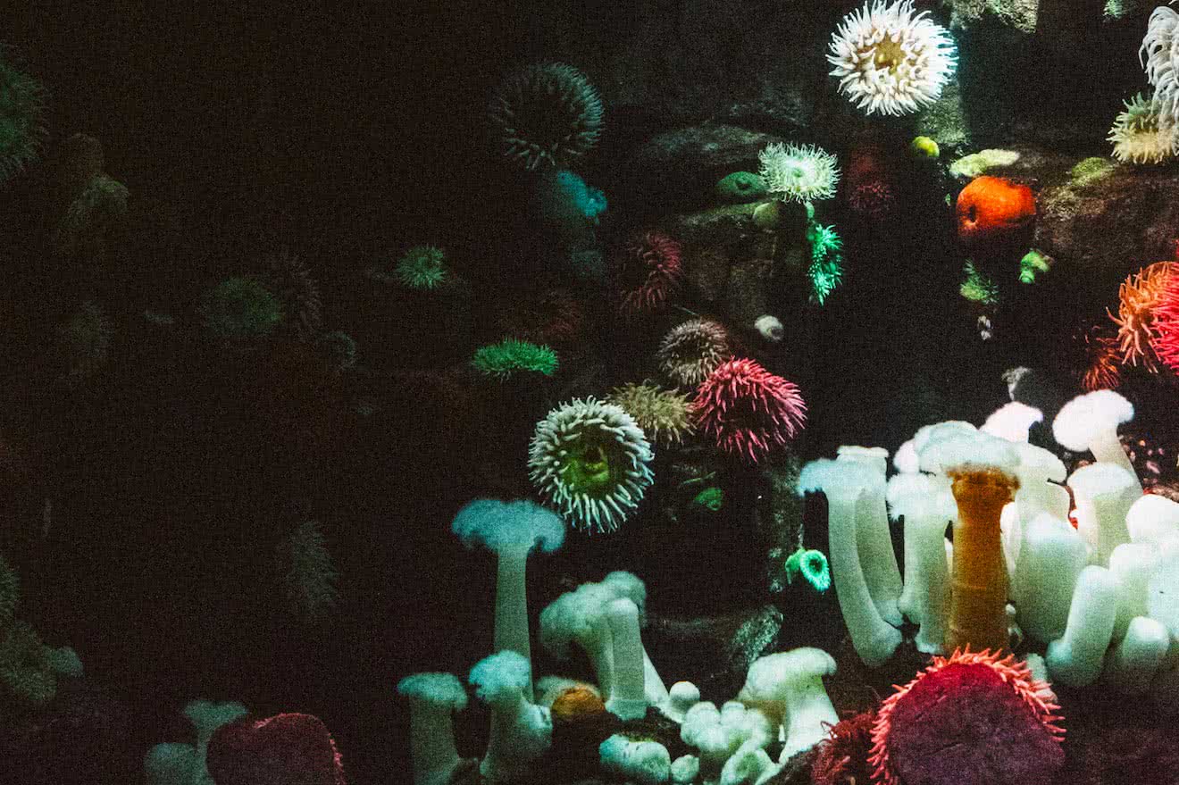 Colourful Sea Anemones are spotted by snorkellers in Desolation Sound