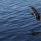 A Heron gliding towards shore in Desolation Sound