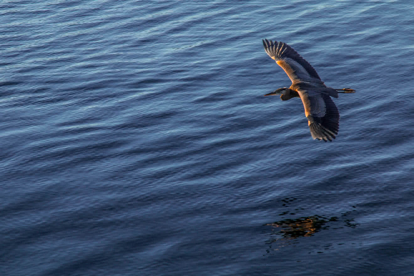 A Heron gliding towards shore in Desolation Sound