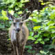 Terrestrial wildlife such as deer live in the forests of Desolation Sound