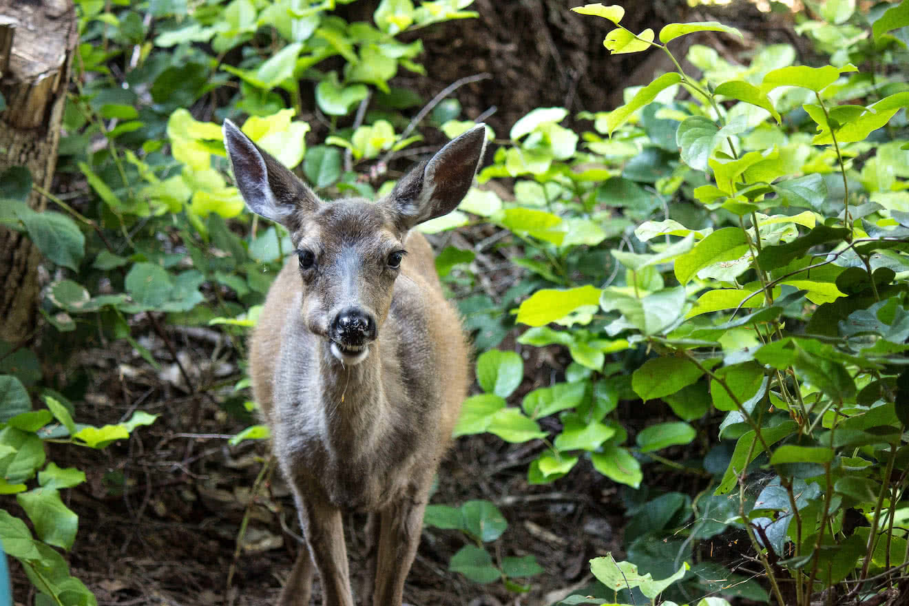 Terrestrial wildlife such as deer live in the forests of Desolation Sound