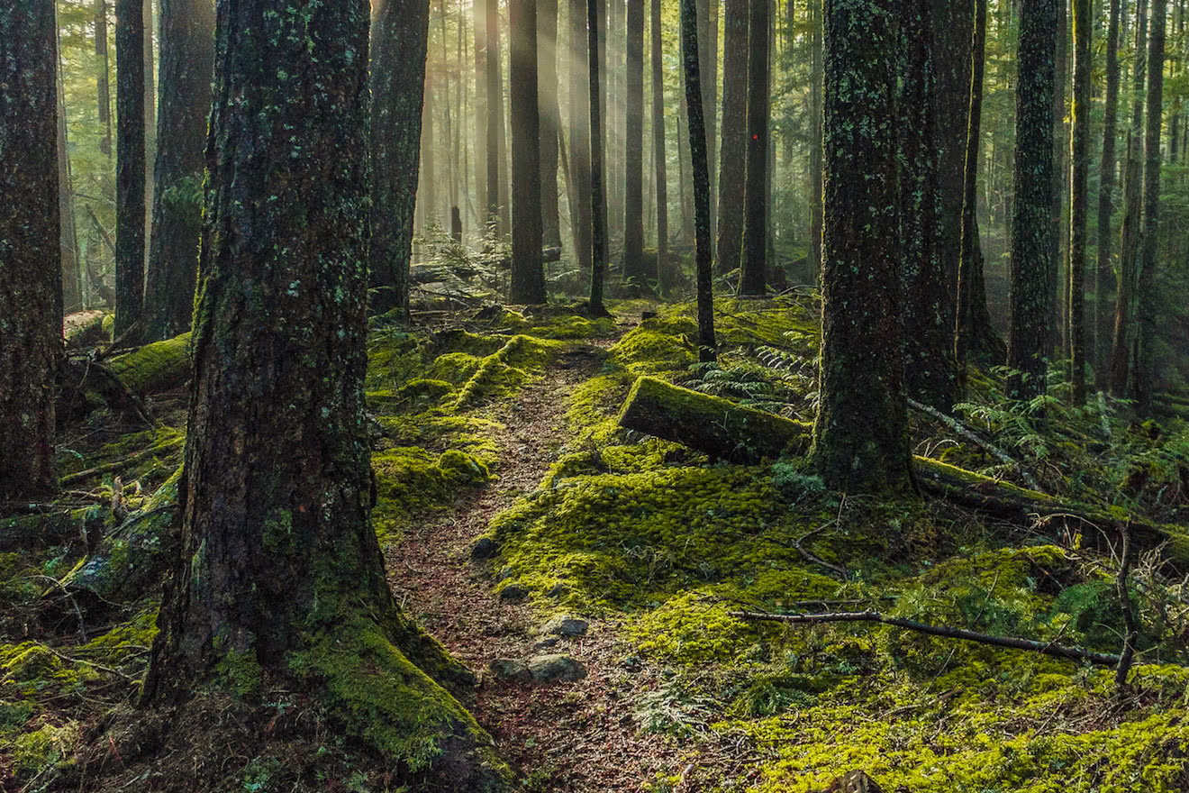 A mossy hiking trail just outside Powell River, British Columbia