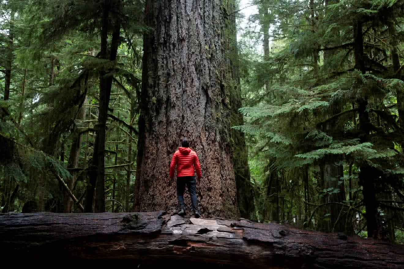 The coastal loop takes visitors through ancient forests on both sides of the Strait of Georgia