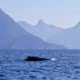 Larger wildlife such as humpback whales are increasingly common in Desolation Sound