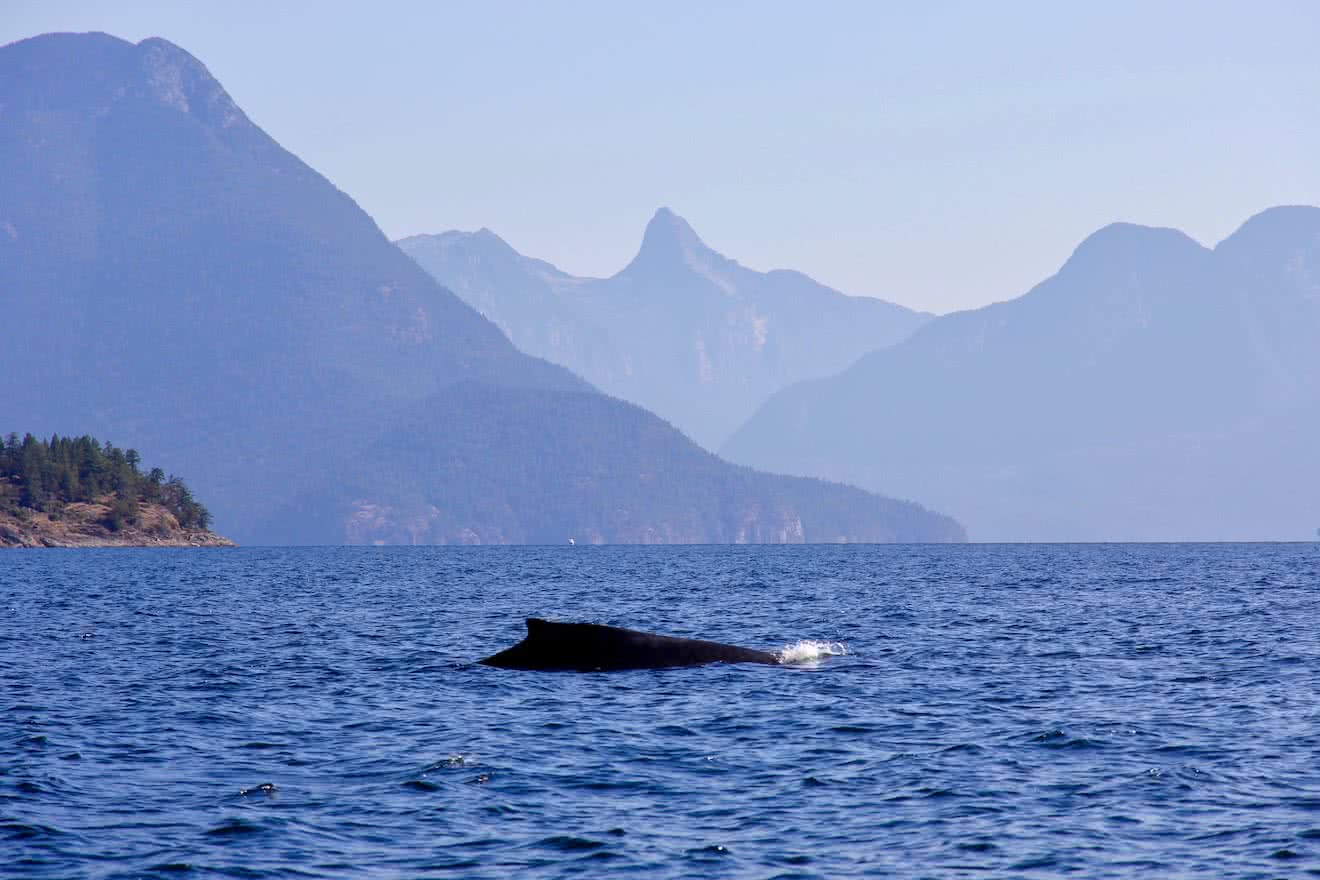 Larger wildlife such as humpback whales are increasingly common in Desolation Sound