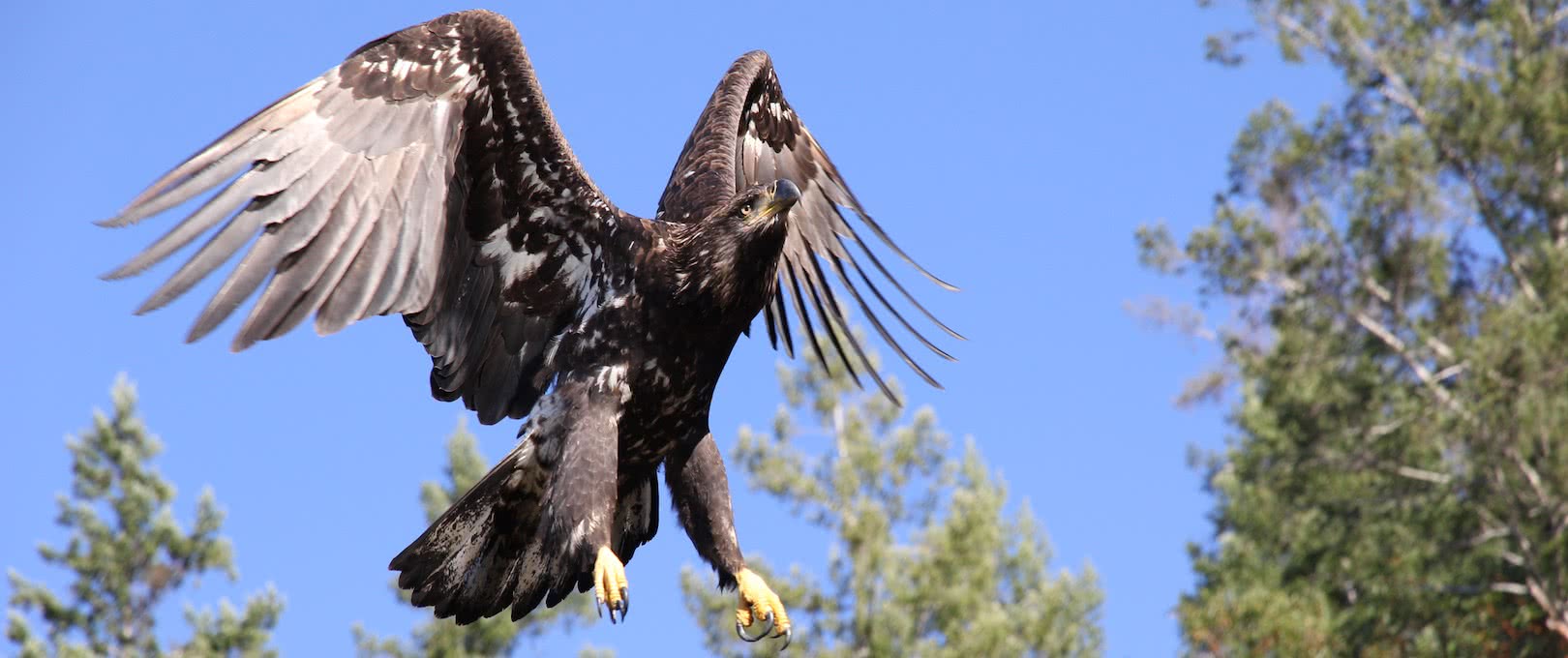 A juvenile bald eagle, one of the most commonly spotted wildlife in Desolation Sound