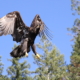 A juvenile bald eagle, one of the most commonly spotted wildlife in Desolation Sound