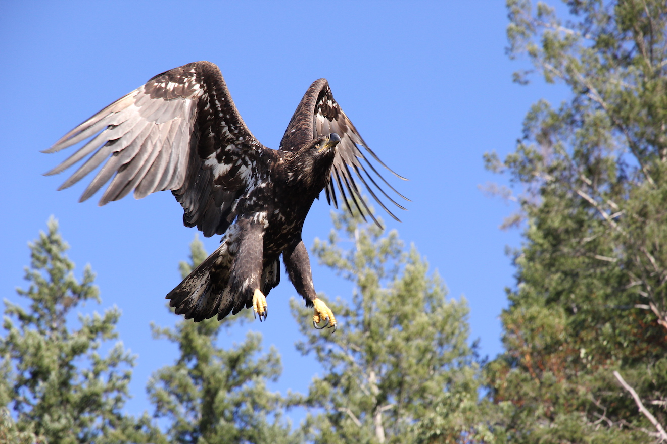 A juvenile bald eagle, one of the most commonly spotted wildlife in Desolation Sound