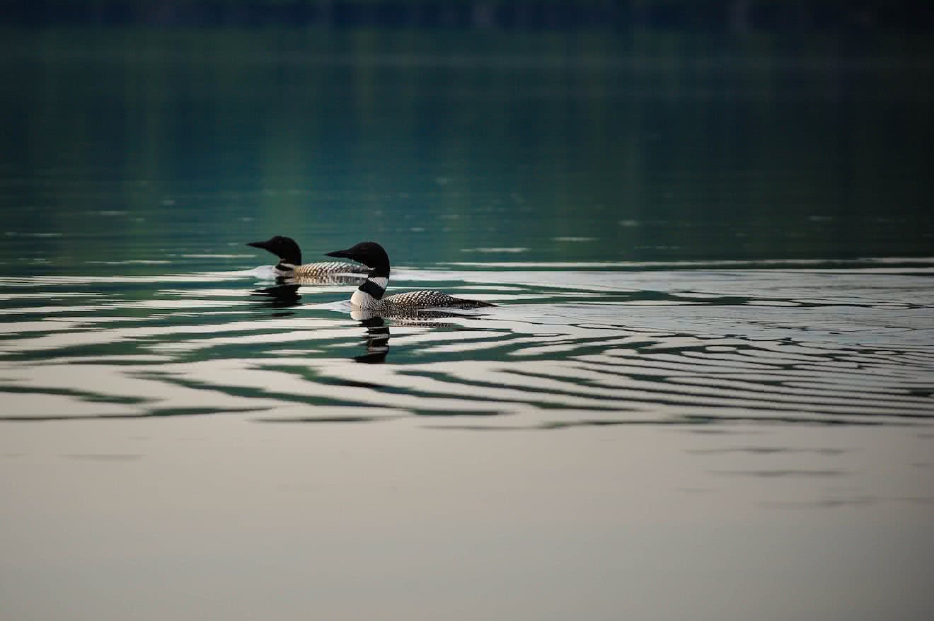 Waterfowl like ducks and loons are some commonly spotted wildlife in Desolation Sound