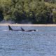 Transient Orcas are occasionally spotted on our tours and are a favourite for wildlife spotters
