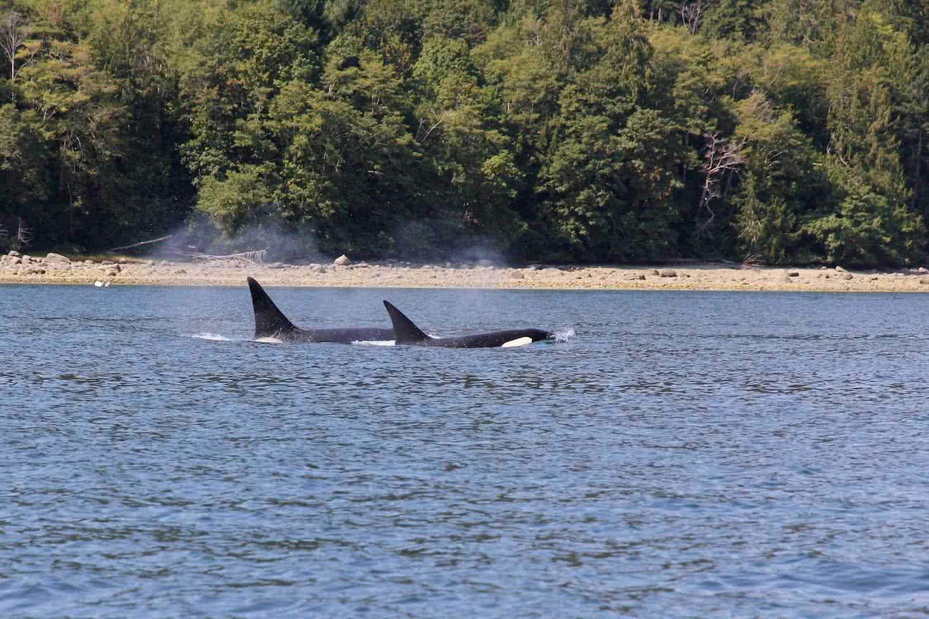 Transient Orcas are occasionally spotted on our tours and are a favourite for wildlife spotters