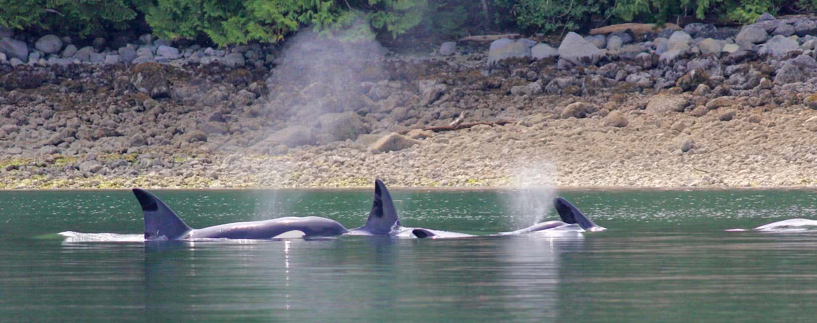 whales breaching near shore