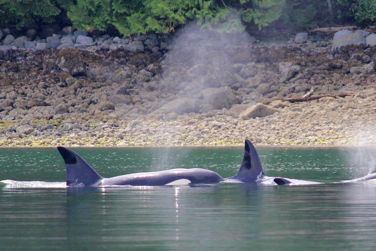 Two orcas in Okeover Inlet, Desolation Sound