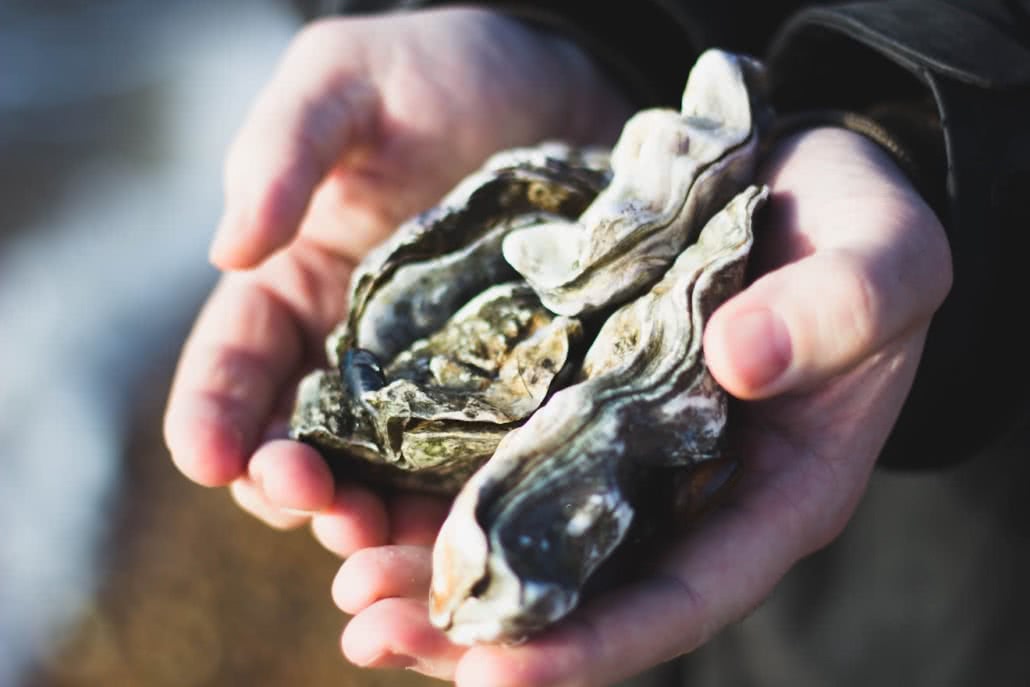Desolation Sound is one of the most abundant areas for oyster production in BC