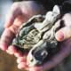 Desolation Sound is one of the most abundant areas for oyster production in BC