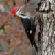 Forest birds such as woodpeckers are common in Desolation Sound