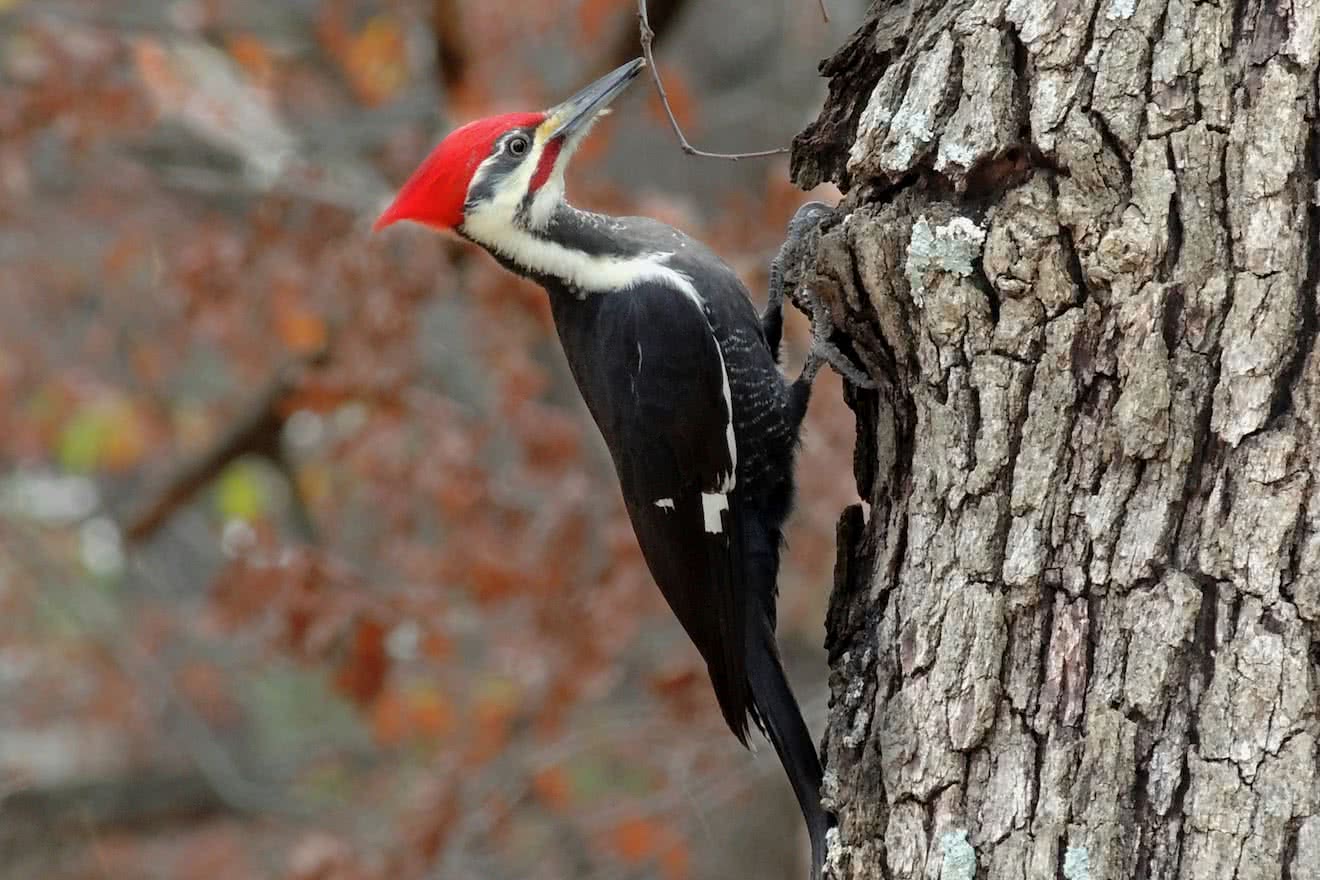 Forest birds such as woodpeckers are common in Desolation Sound