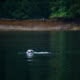 Seals & Sea Lions are commonly sighted wildlife