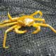 A Spider Crab on a net in Desolation Sound