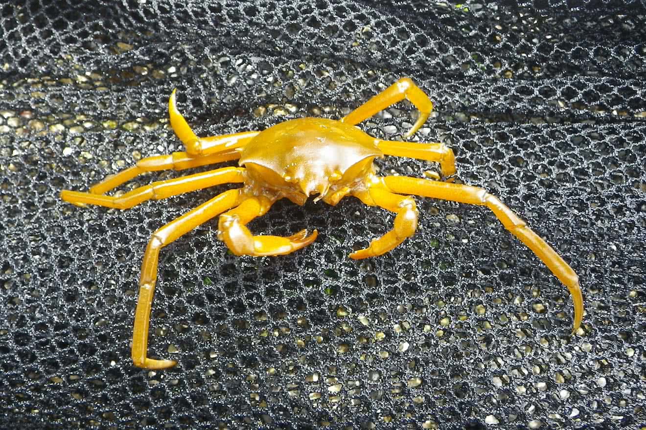 A Spider Crab on a net in Desolation Sound