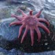 A Sunflower Star on a rock above the tide line in Desolation Sound