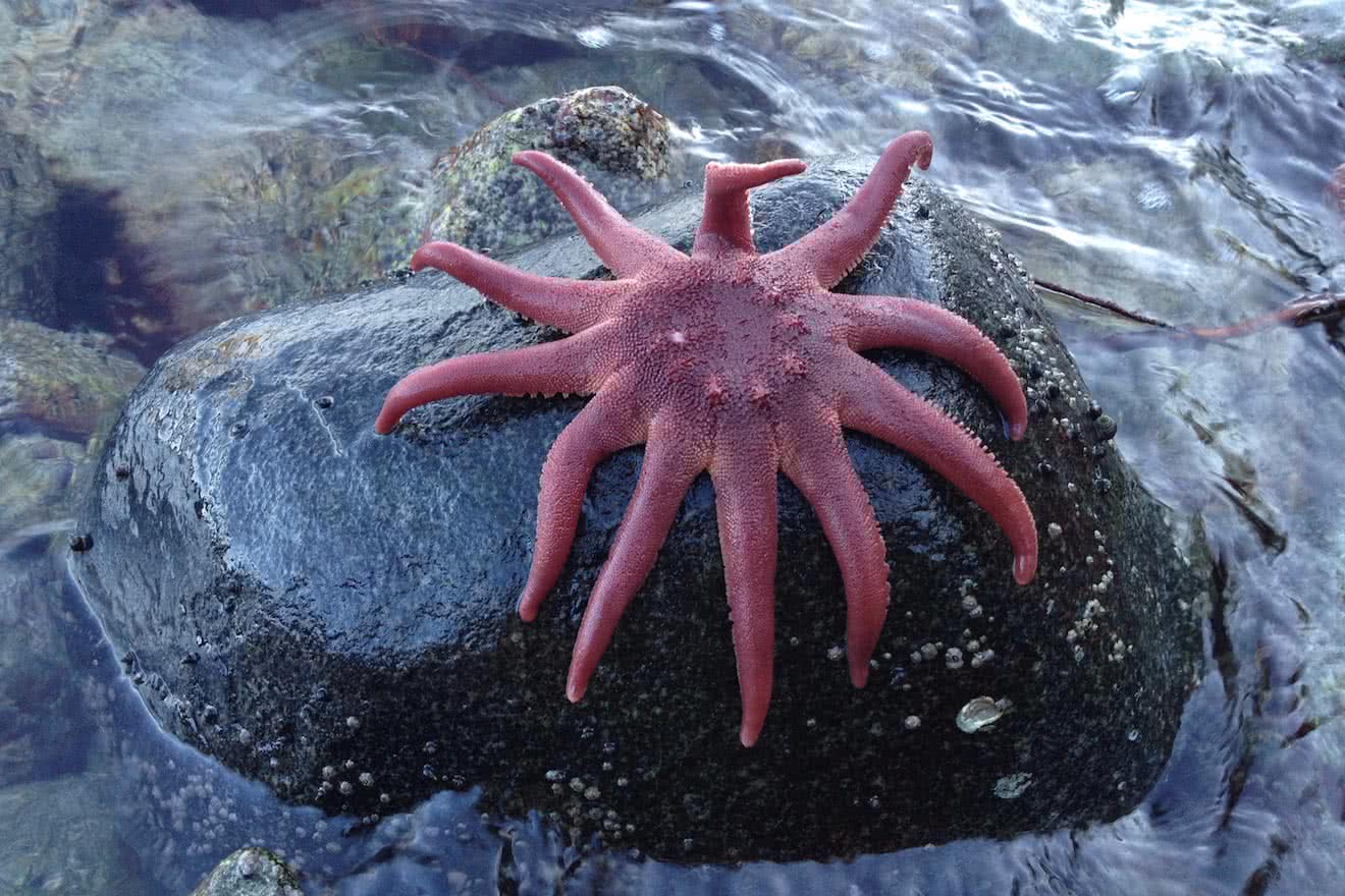 A Sunflower Star on a rock above the tide line in Desolation Sound