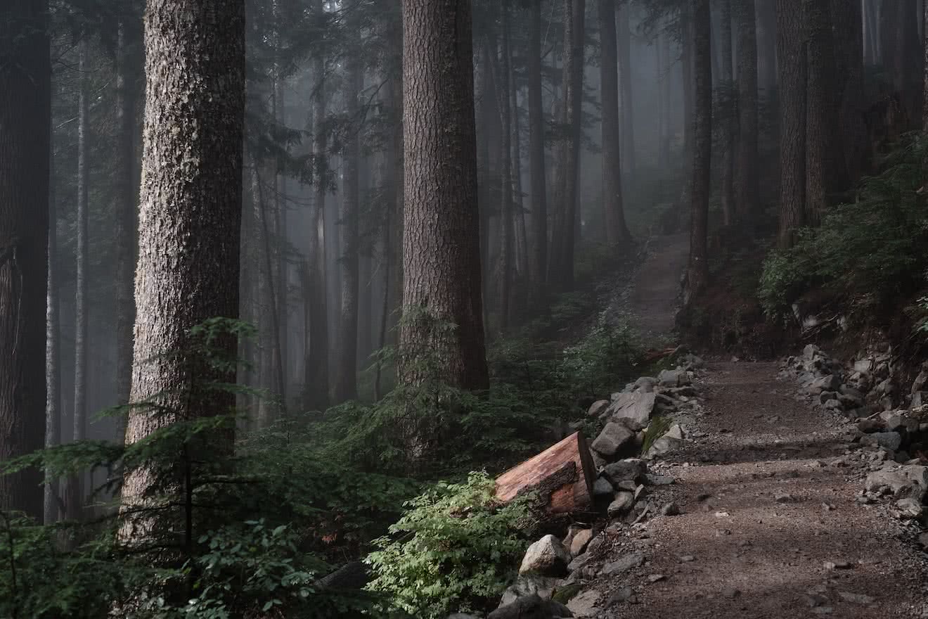 A misty forest on the road to Powell River