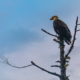 eagle perched on a tree