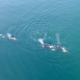 whales breaching view from above