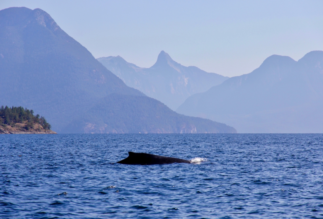 A humpback whale comes up for air in Desolation Sound