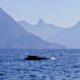 A humpback whale comes up for air in Desolation Sound
