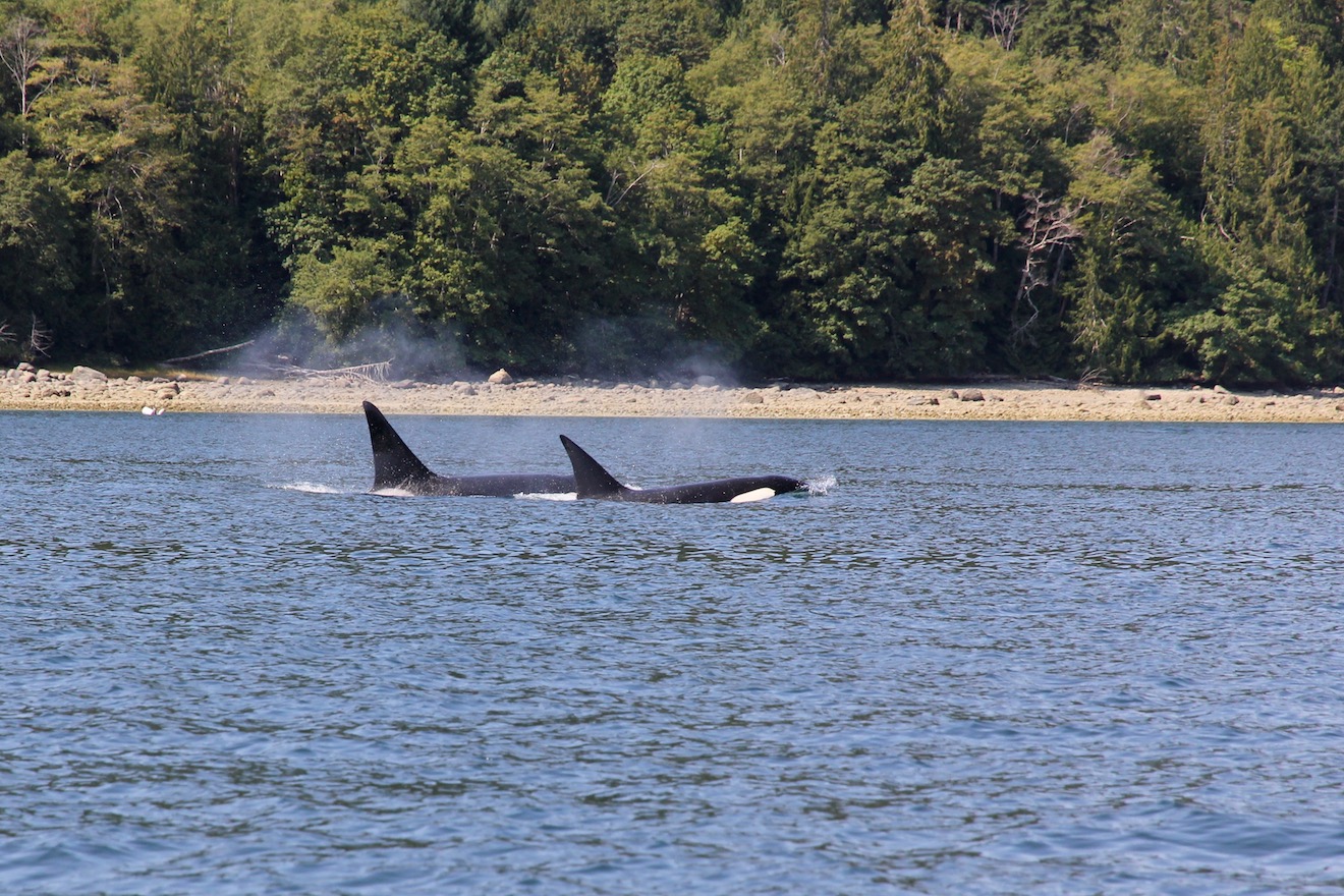 Two orcas in Desolation Sound