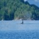 An orca comes up for breath in Lewis Channel in Desolation Sound