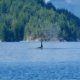 An orca with it's huge dorsal fin surfaces in Lewis Channel