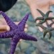 A guide shows off a purple ochre star and two mottled stars on a tour in Desolation Sound