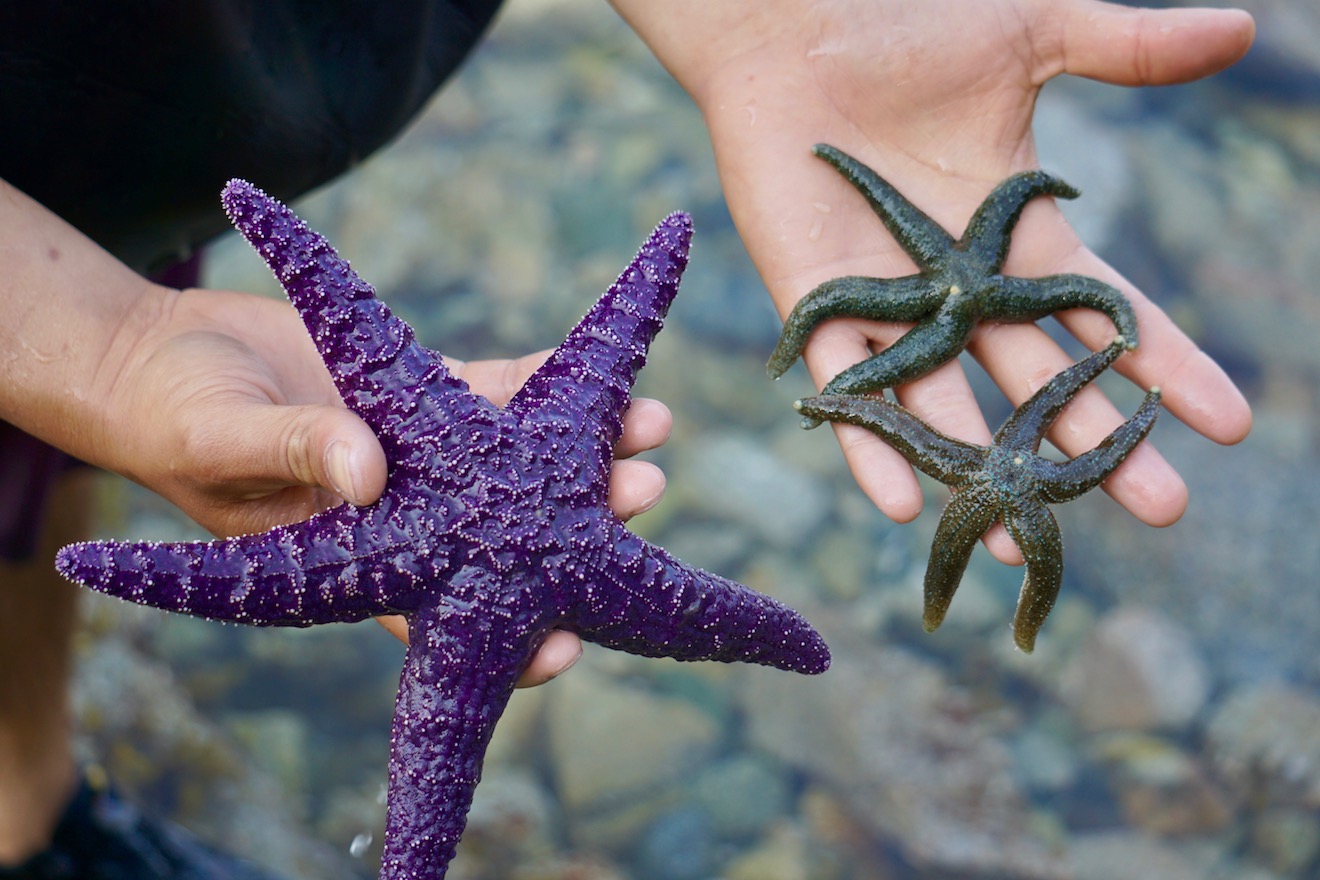 A guide shows off a purple ochre star and two mottled stars on a tour in Desolation Sound