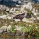 A turkey vulture standing on a rock in the intertidal zone in Desolation Sound
