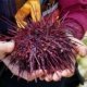 A guide picks up a red sea urchin to show guests in Desolation Sound