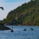 A guided kayak tour approaching the Martin Islands Campsite in Desolation Sound at the end of a day