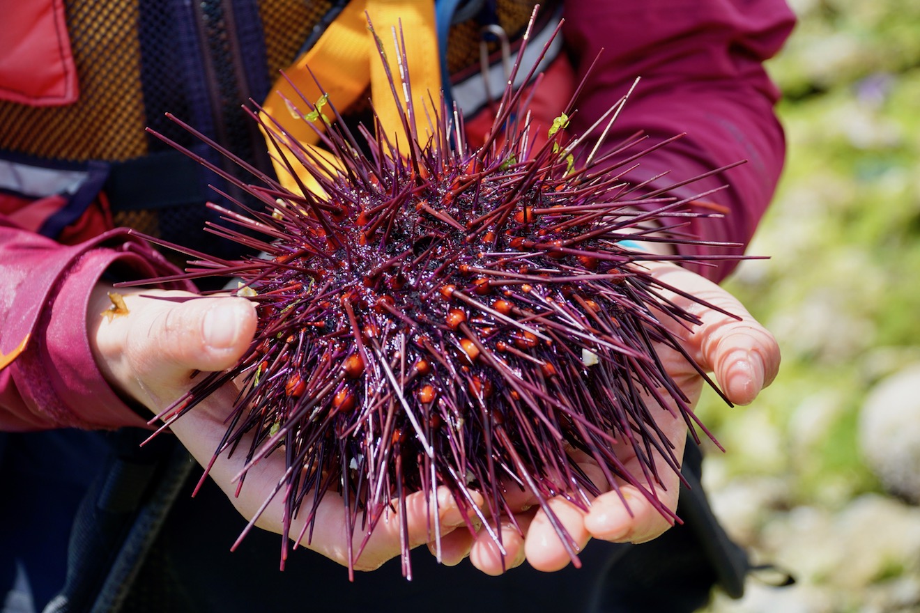 Child holding a red sea urchin in Desolation Sound